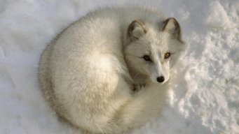 Arctic White Fox